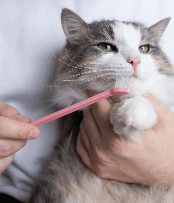 A cat with a toothbrush
