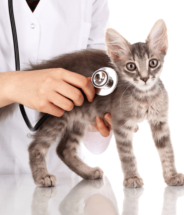 A person holding a stethoscope to a kitten