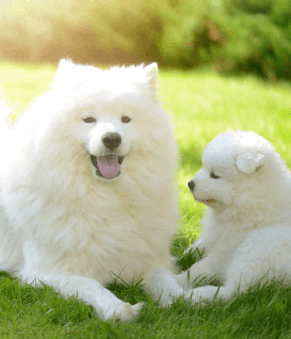 A white dog and puppy lying in grass