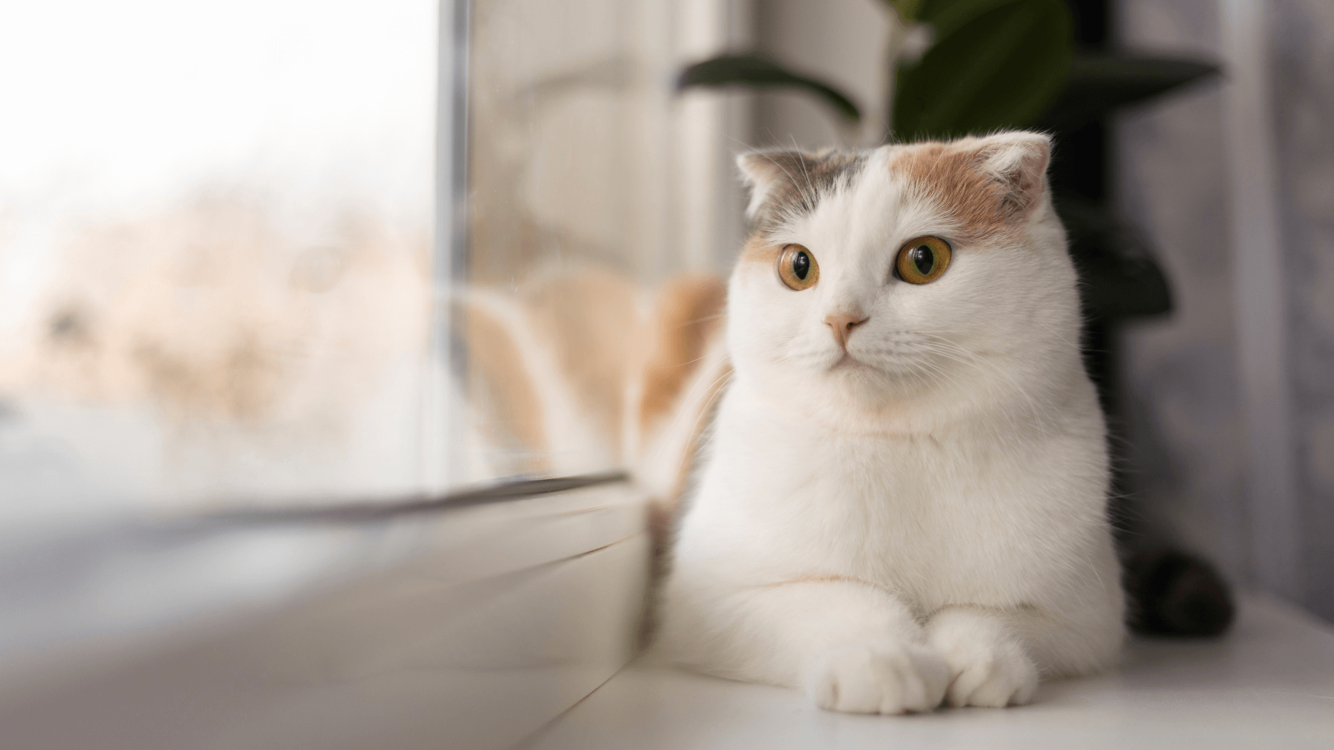 A cat sitting on a window sill