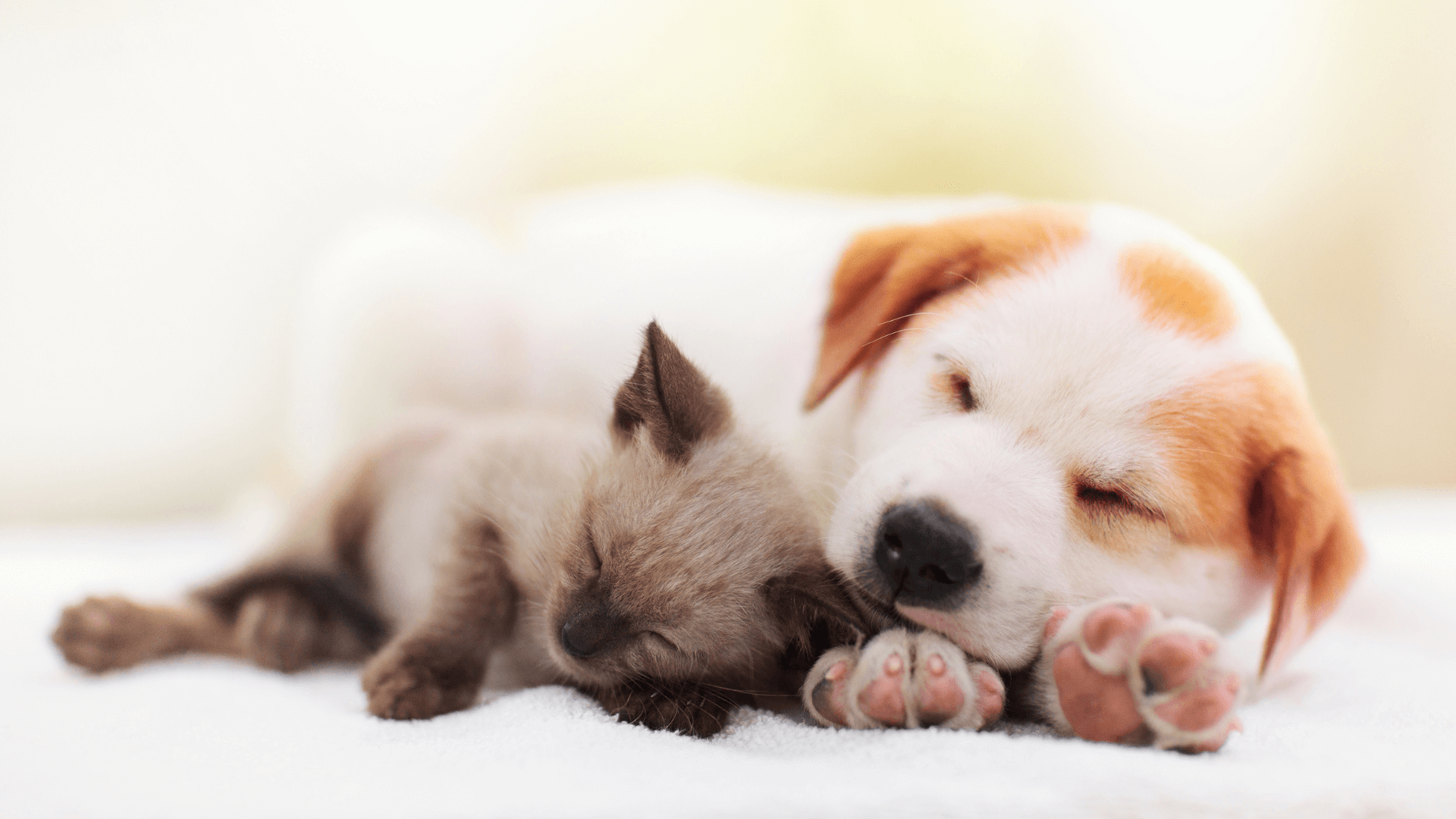 A puppy and kitten lying together