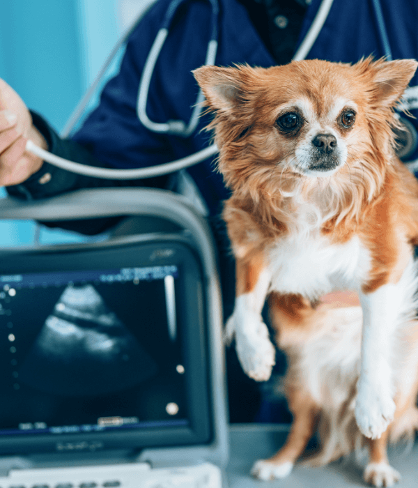 A dog being examined by a doctor