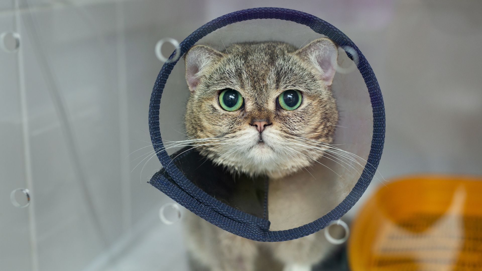 cat wearing surgical cone